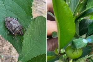 Invazivne stjenice u voćnjacima - što su plodovi manji, štete su veće