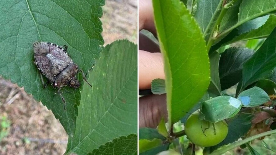 Invazivne stjenice u voćnjacima - što su plodovi manji, štete su veće