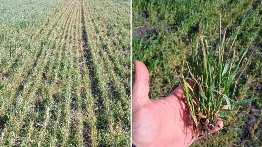 Zastoj u porastu pšenice u srednjem Banatu, ali ne zbog bolesti. Šta je uzrok?