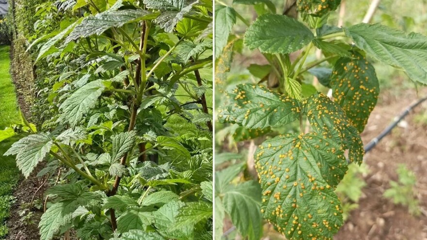 Padavine stvaraju rizik za oboljevanje maline - ključna je zaštita pre cvetanja