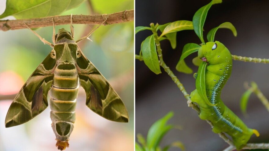 Impresivan leptir čija gusjenica jede otrovne listove oleandra - zašto ga ne ubijati?