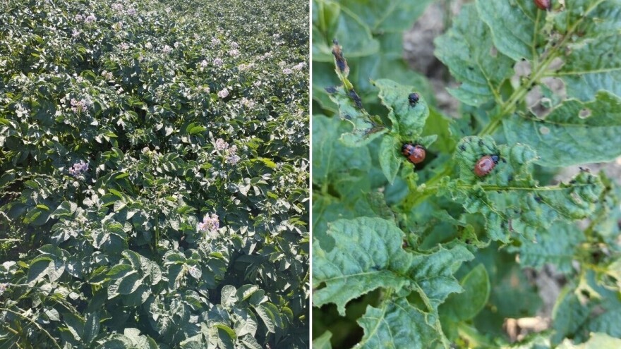 U usjevima krompira uočeni svi razvojni stadijumi zlatice