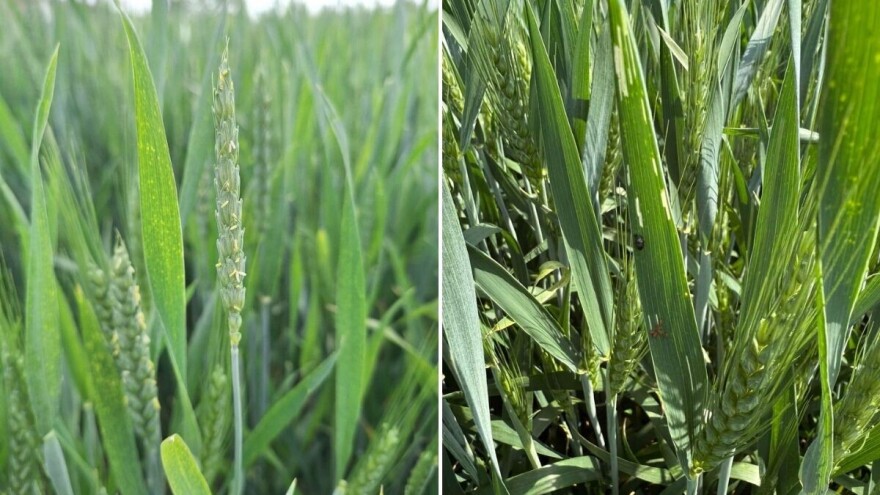 Pšenica iz ranih rokova u fazi cvjetanja - opasnost od fuzarioze klasa