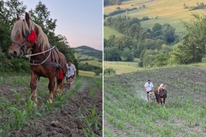 Kad Dragan upregne Riđu i krene da šparta kukuruz: "Nije muka, ja ovo volim"