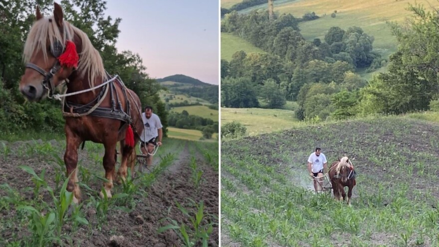 Kad Dragan upregne Riđu i krene da šparta kukuruz: "Nije muka, ja ovo volim"