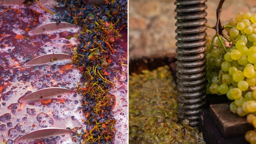 Proizvodnja bijelog i crvenog vina: Koje su razlike u operacijama?
