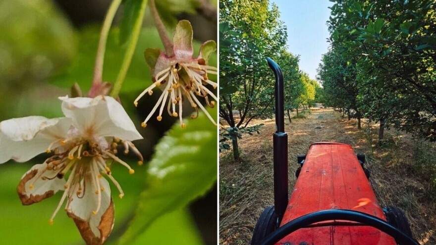 Gazdinstvu Simić crni mraz uništio skoro ceo rod feketićke višnje. Dobri ljudi se javili da pomognu