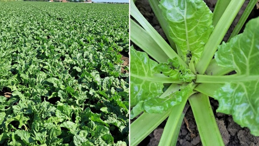 Temperature iznad 30°C pogoduju štetočinama. Vreme je za zaštitu useva šećerne repe