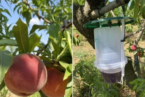 Štetočine ugrožavaju breskve i nektarine - posebnu pažnju da obrate izvoznici ovog voća