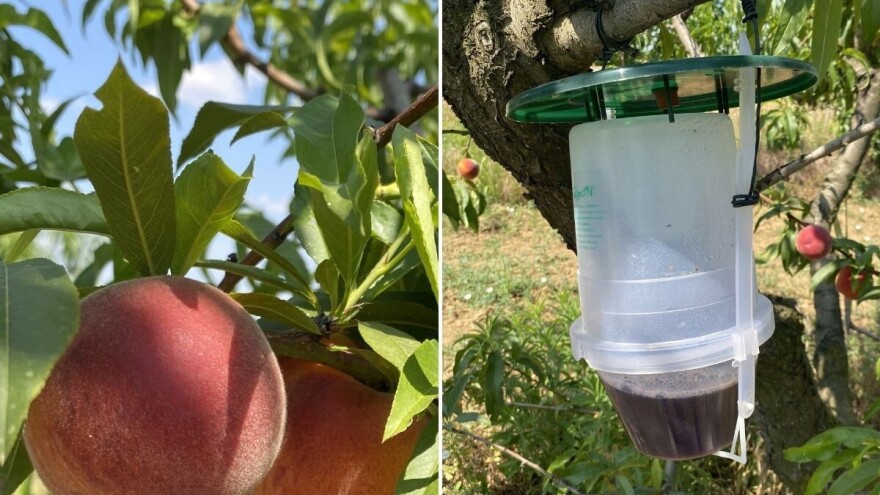 Štetočine ugrožavaju breskve i nektarine - posebnu pažnju da obrate izvoznici ovog voća