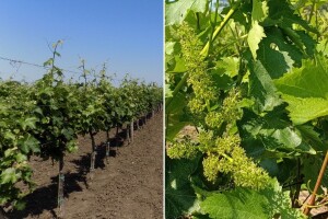 Vinova loza u osetljivoj fazi cvetanja, oprez zbog plamenjače i pepelnice