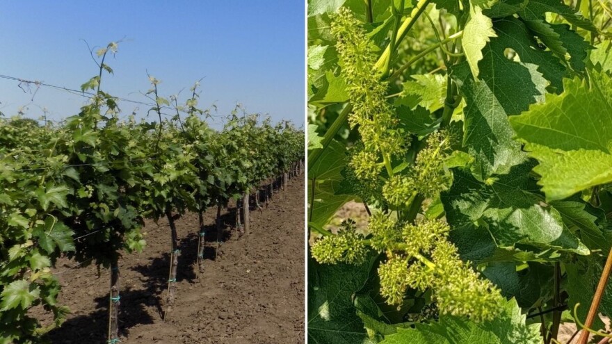 Vinova loza u osetljivoj fazi cvetanja, oprez zbog plamenjače i pepelnice