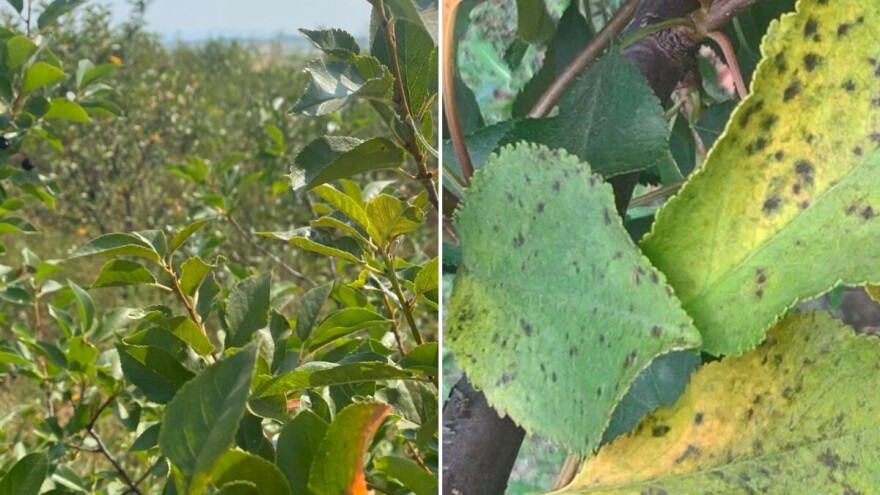 Berba višanja je završena, ali voćnjaci zahtevaju zaštitu od pegavosti i grinja