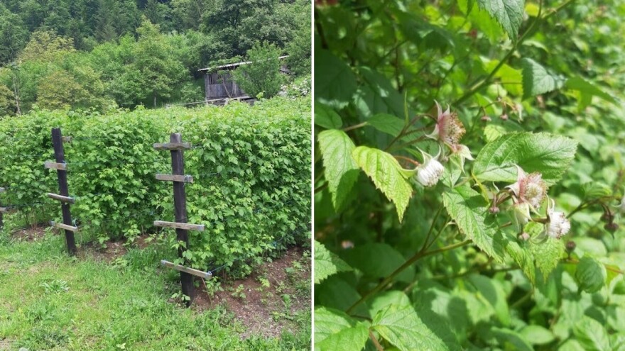 Najvažniji tretman u malinjaku: Zaštita od truleži ploda u cvatnji