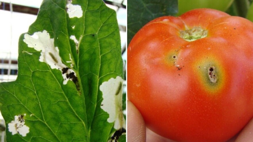 Zabilježena pojava južnoameričkog moljca paradajza: Evo čime tretirati