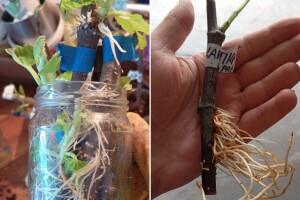 In vitro ukorjenjivanje reznica smokve u kućnim uslovima