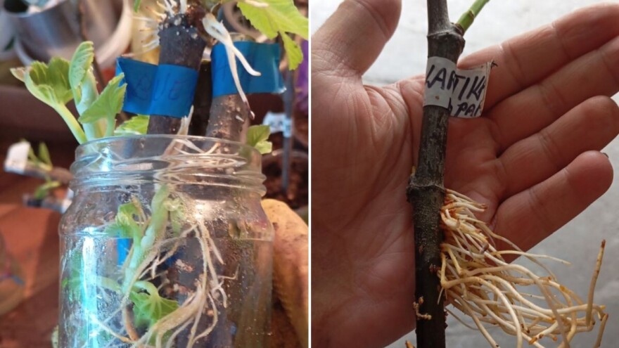 In vitro ukorjenjivanje reznica smokve u kućnim uslovima