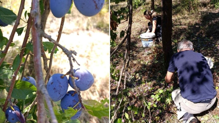 Muka kad rode, muka i kad ne rode: Nema radne snage da bere šljive!