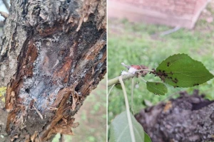 Koje bolesti i štetočine prijete jabuci, kako ih prepoznati i suzbijati?