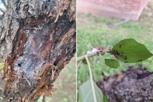 Koje bolesti i štetočine prijete jabuci, kako ih prepoznati i suzbijati?