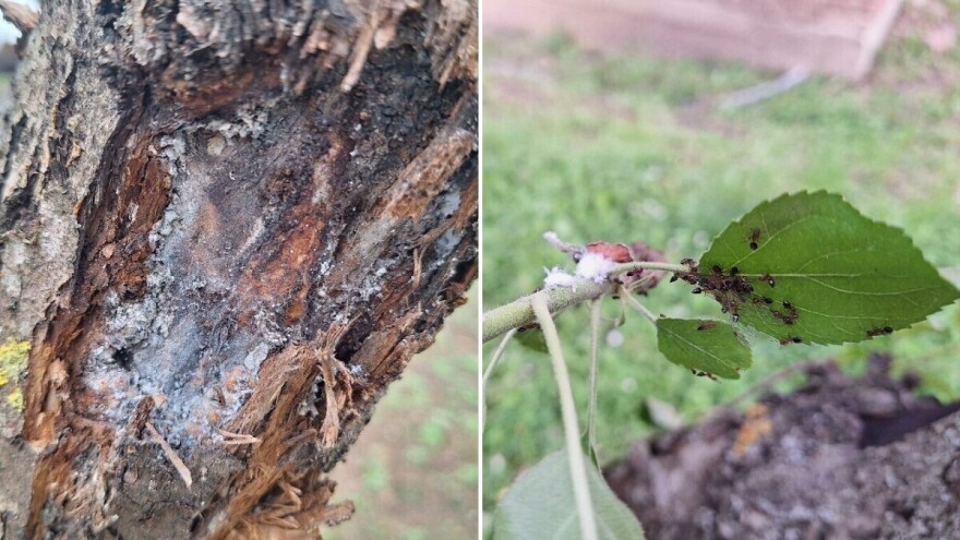 Koje bolesti i štetočine prijete jabuci, kako ih prepoznati i suzbijati?