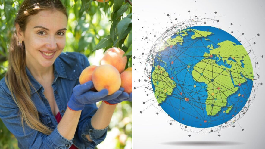 Slatki saveznik zdravlja: Uloga breskve u prehrambenoj budućnosti