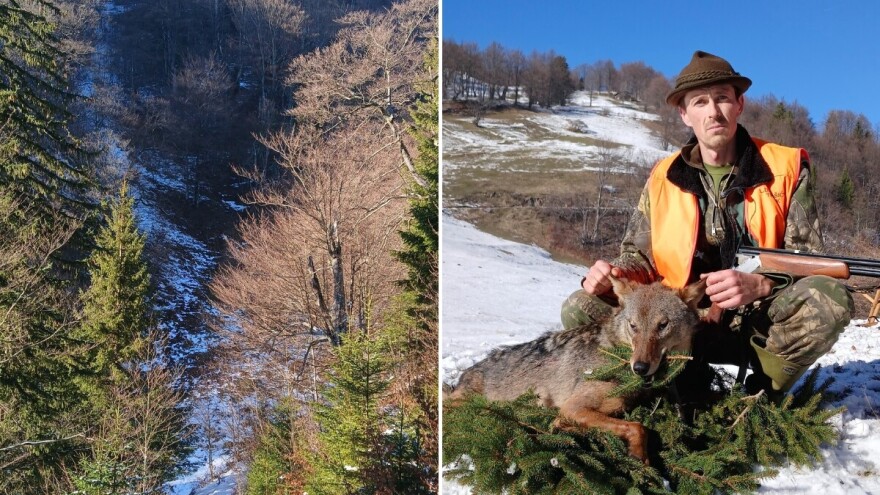 Lovac Mirzet u knjigu tofeja upisao vuka: "Pao je od prvog metka, u sekundi"