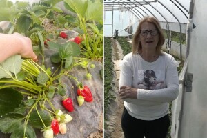 Rodila krnjinska jagoda: Cijena je godinama ista