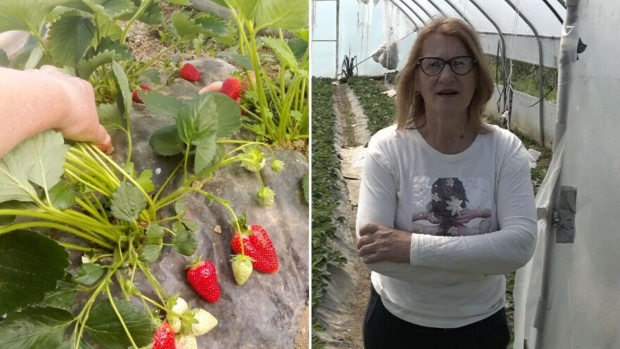 Rodila krnjinska jagoda: Cijena je godinama ista