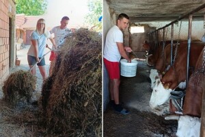 Nasledili imanje, pa došli iz grada u selo. Sada Petrovići imaju farmu krava i obrađuju 30 hektara