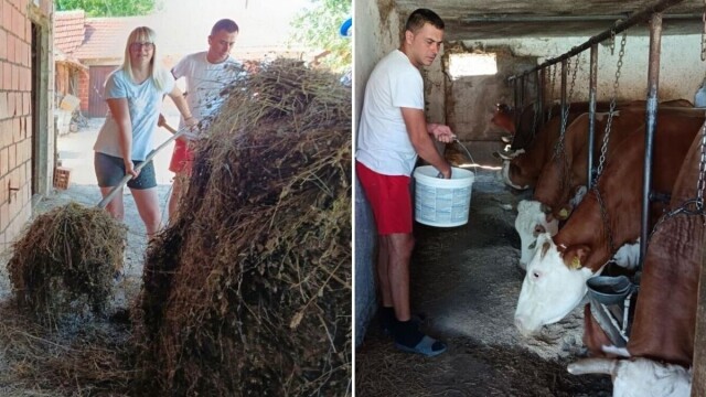 Nasledili imanje, pa došli iz grada u selo. Sada Petrovići imaju farmu krava i obrađuju 30 hektara