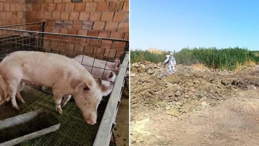 Ministarstvo poljoprivrede: Afrička kuga svinja potvrđena na 53 gazdinstva, eutanazirano 1.319 svinja