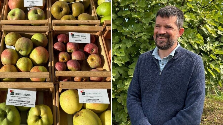 Neke stare sorte jabuka su otpornije, upola se manje tretiraju i idealne su za preradu