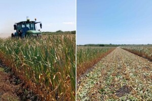 Ništa od roda: Susjedi krenuli u "žetvu" kukuruza, ali traktorom i sjeckalicom