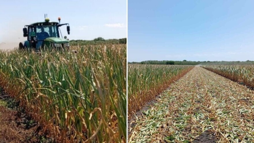 Ništa od roda: Susjedi krenuli u "žetvu" kukuruza, ali traktorom i sjeckalicom