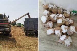 Šta su pokazala ogledna polja strnih žita u Posavini?