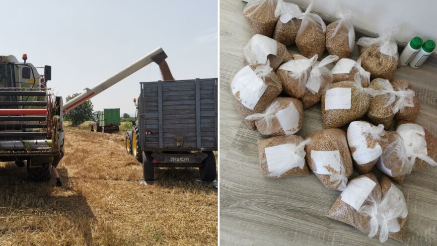 Šta su pokazala ogledna polja strnih žita u Posavini?