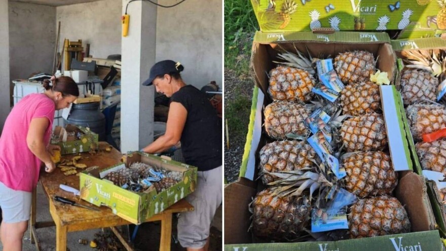 Šumadijski voćar Aleksandar Glišić: "Šljive nema, ove godine pečem rakiju od ananasa"