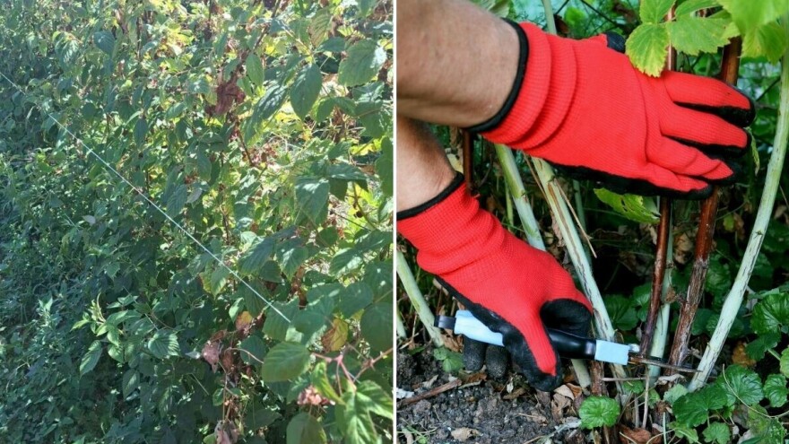 Koje radove treba obaviti u malinjacima nakon berbe?