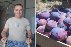 Voćar Dragan Novaković: "Sa smanjenim prinosom, visoka cena šljive ne igra nikakvu ulogu"