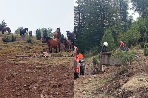 Stigla voda za krdo poludivljih konja na planini Stolovi