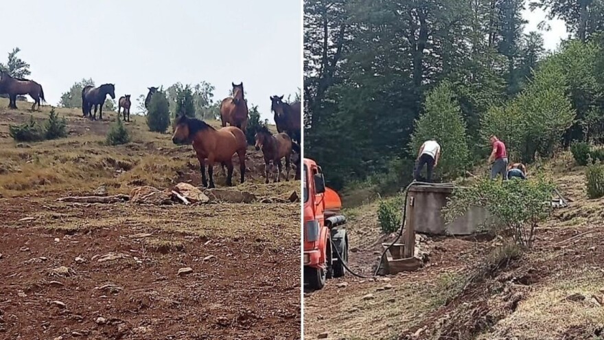 Stigla voda za krdo poludivljih konja na planini Stolovi