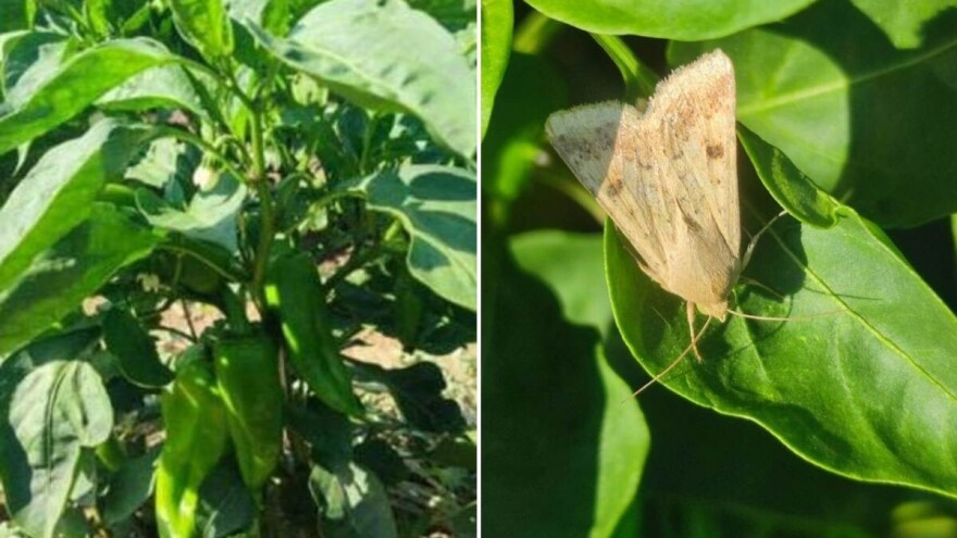 Izazovna sezona za proizvođače paprike - štetočine ne posustaju. Šta preduzeti?