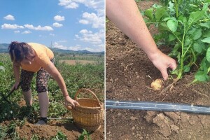 Navodnjavanje krompira postaje nužno: Kada i koliko zalivati?