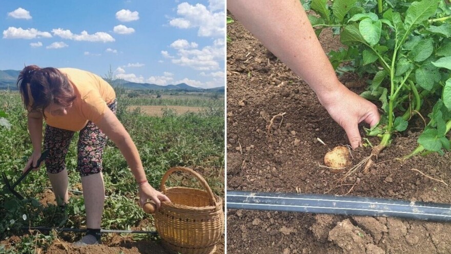 Navodnjavanje krompira postaje nužno: Kada i koliko zalivati?