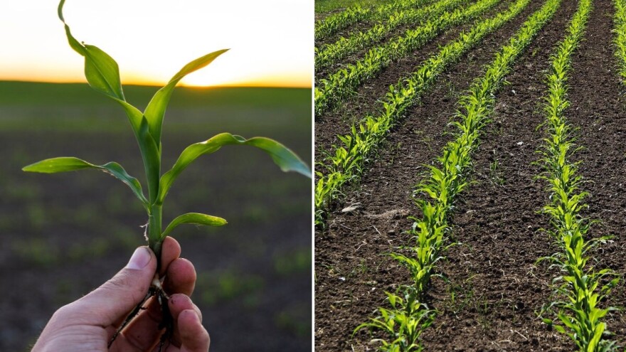 Cjelovita zaštita kukuruza od korova - bez potrebe za korekcijama