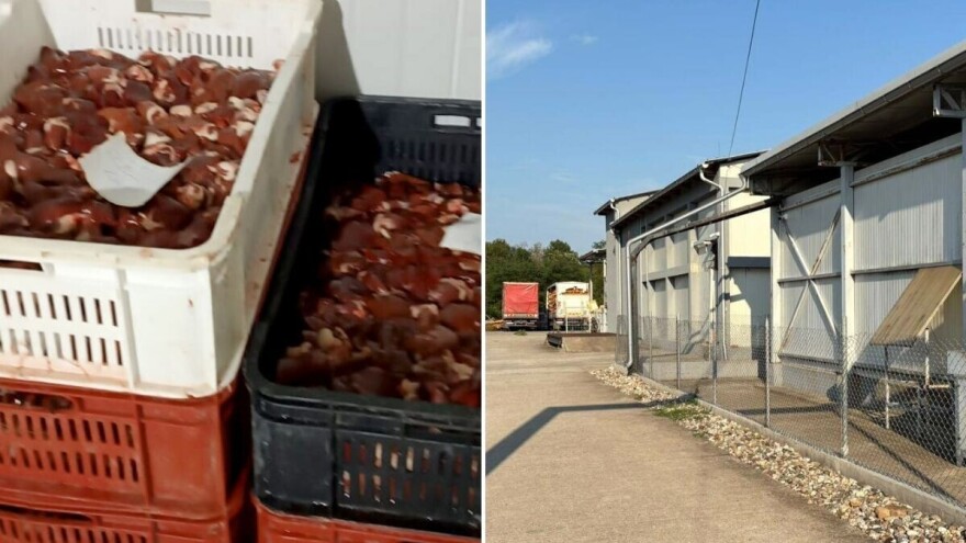 Uhićenja u Srbiji: Spriječen promet 40 tona pilećeg mesa zaraženog salmonelom
