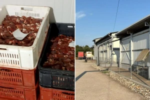 Otkriveno 40 tona pilećeg mesa zaraženog salmonelom u Srbiji, dvije osobe uhapšene