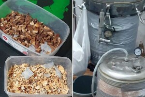 MUP: Otkrivene laboratorije za uzgoj psihoaktivnih pečuraka, uhapšene dve osobe
