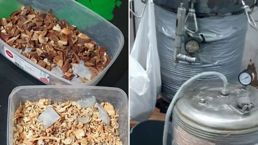 MUP: Otkrivene laboratorije za uzgoj psihoaktivnih pečuraka, uhapšene dve osobe